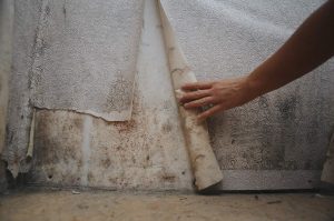 Mold Removal in Carpinteria, CA