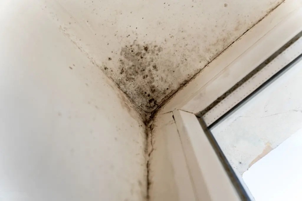 The Benefit to Mold Inspections Before the Holidays - Insight Environmental