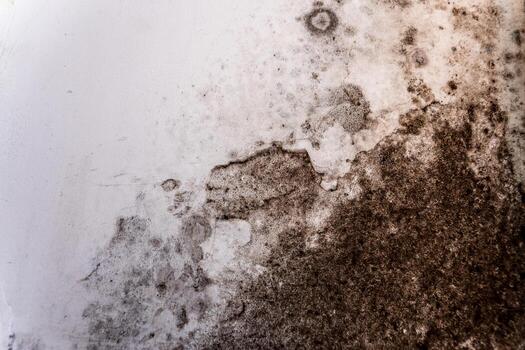 Black Mold vs. Mold: What California Homeowners Need to Know