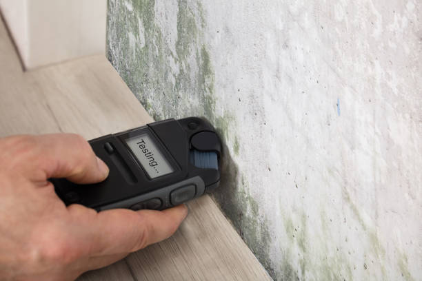 Mold Inspection vs Mold Testing: What’s the Difference? | Insight Environmental