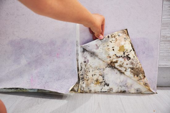 Mold Damage Insurance California Guide | Insight Environmental
